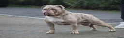 Olde English Bulldogge dogs for stud: Olde English bulldog stud  - Advert 5