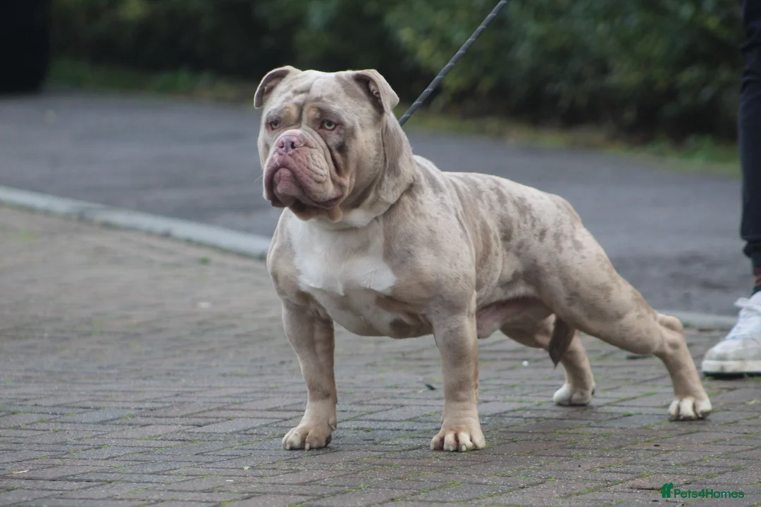 Olde English Bulldogge dogs for stud: Olde English bulldog stud  - Advert 5