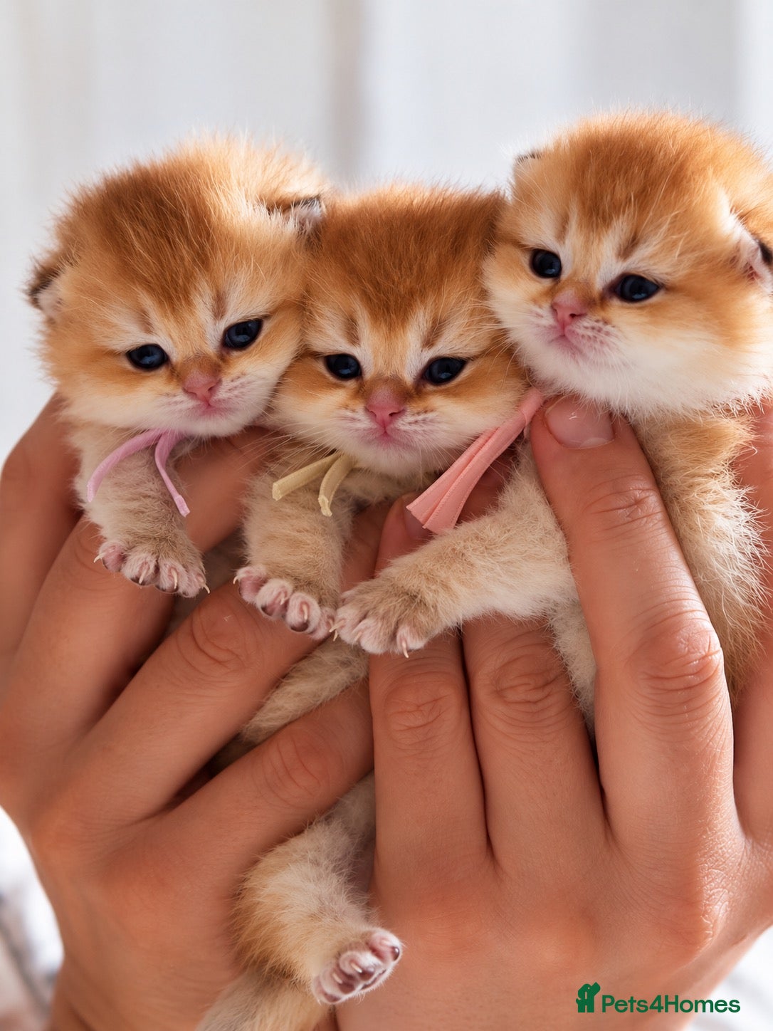 British Shorthair cats for sale: ✨Exclusive Golden BSH babies teddy bear type🧸✨ - Advert 1