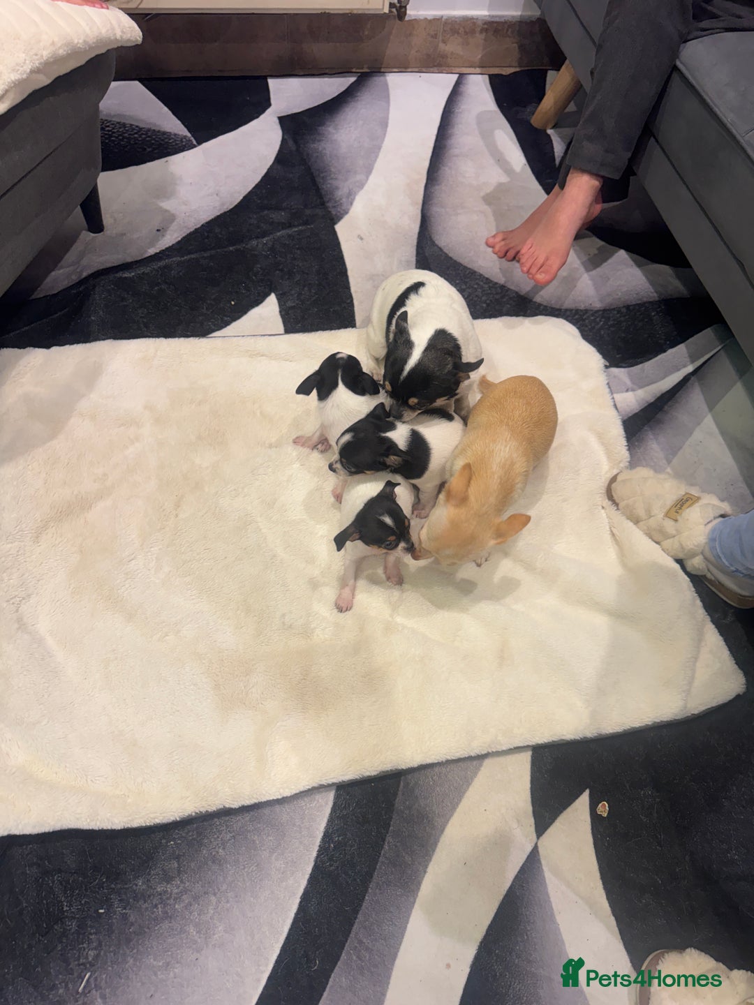 Chihuahua dogs for sale: 3 adorable apple-head tini puppies LF a home - Advert 14