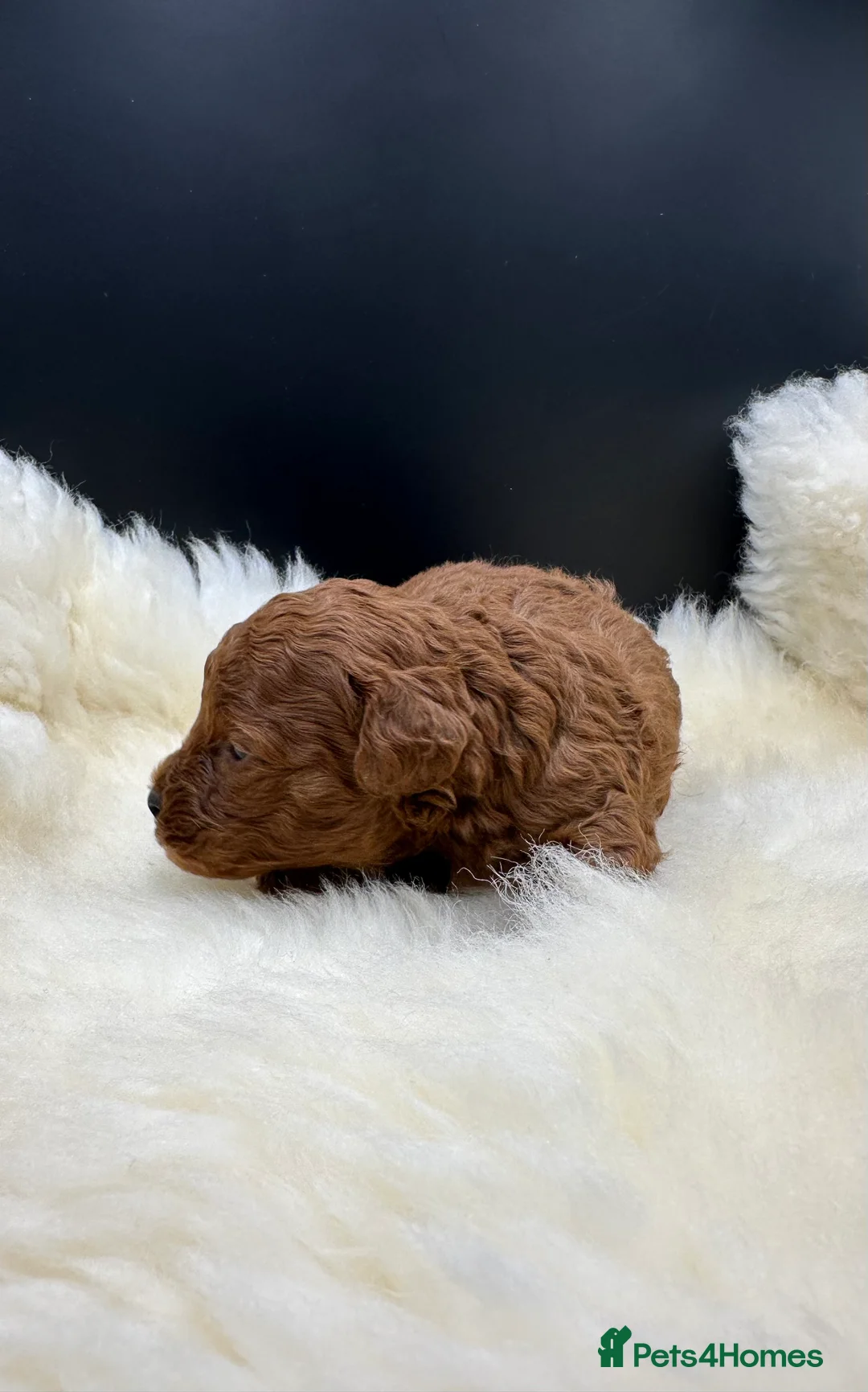 Toy Poodle dogs for sale: Toy poodle x Asian Toy poodle puppies - Advert 4