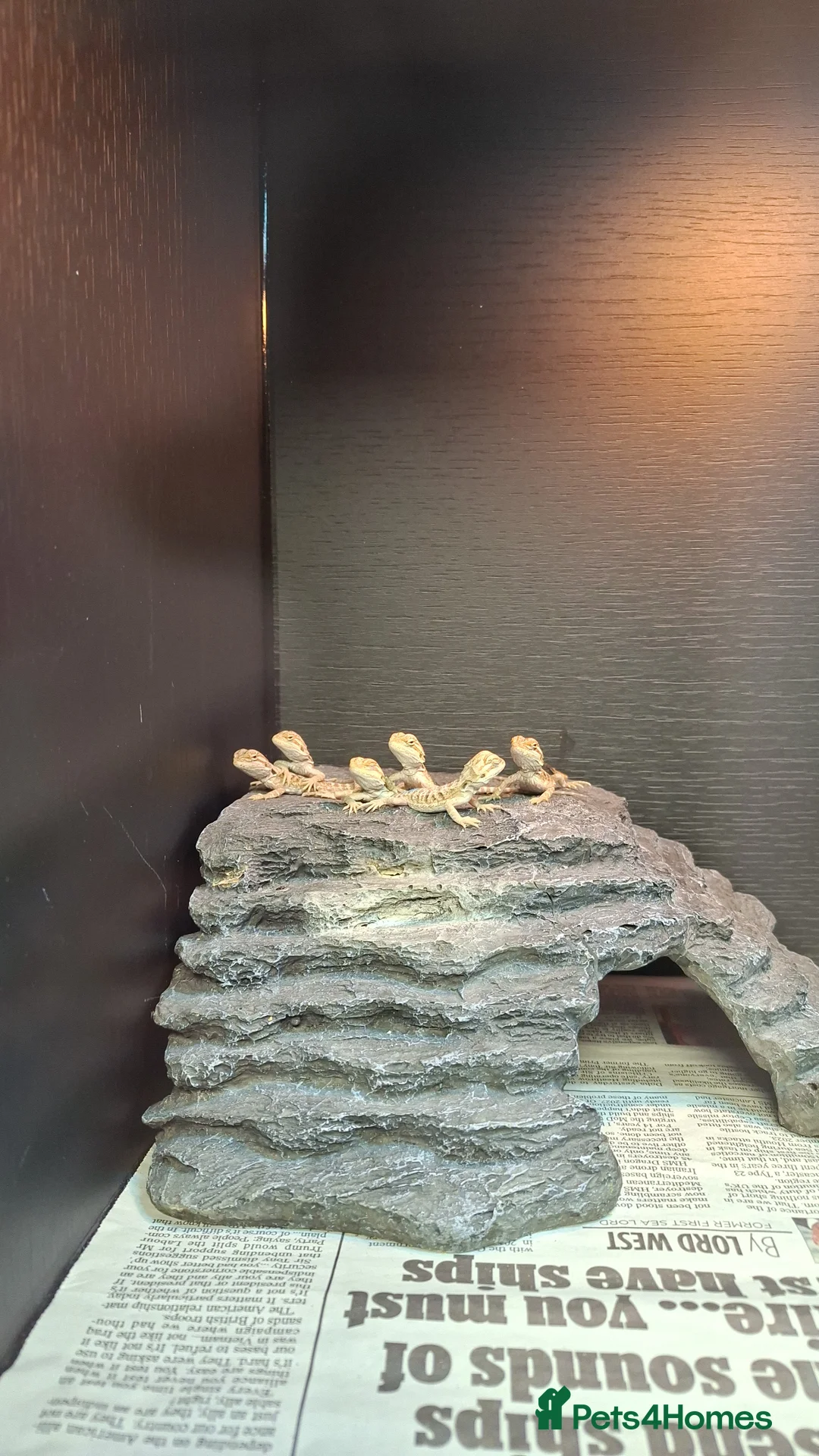 Bearded Dragon reptiles for sale: Bearded dragon babies in Bournemouth - Advert 2