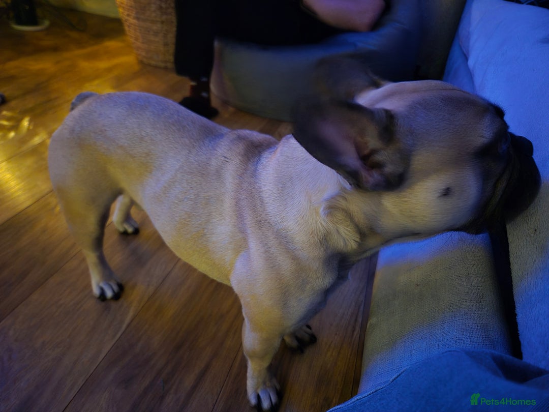French Bulldog dogs for sale: French Bulldog - Advert 4
