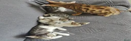 Mixed Breed cats for sale:  Nice litter of four Bengal mix. - Advert 2