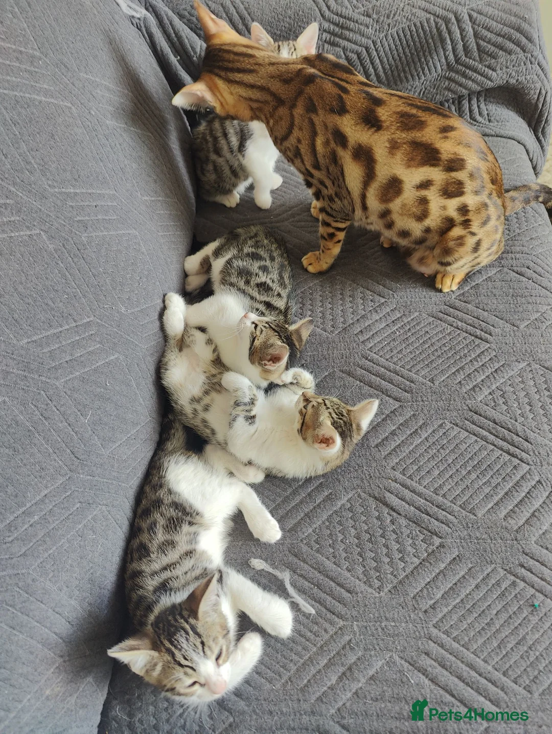 Mixed Breed cats for sale:  Nice litter of four Bengal mix. - Advert 2