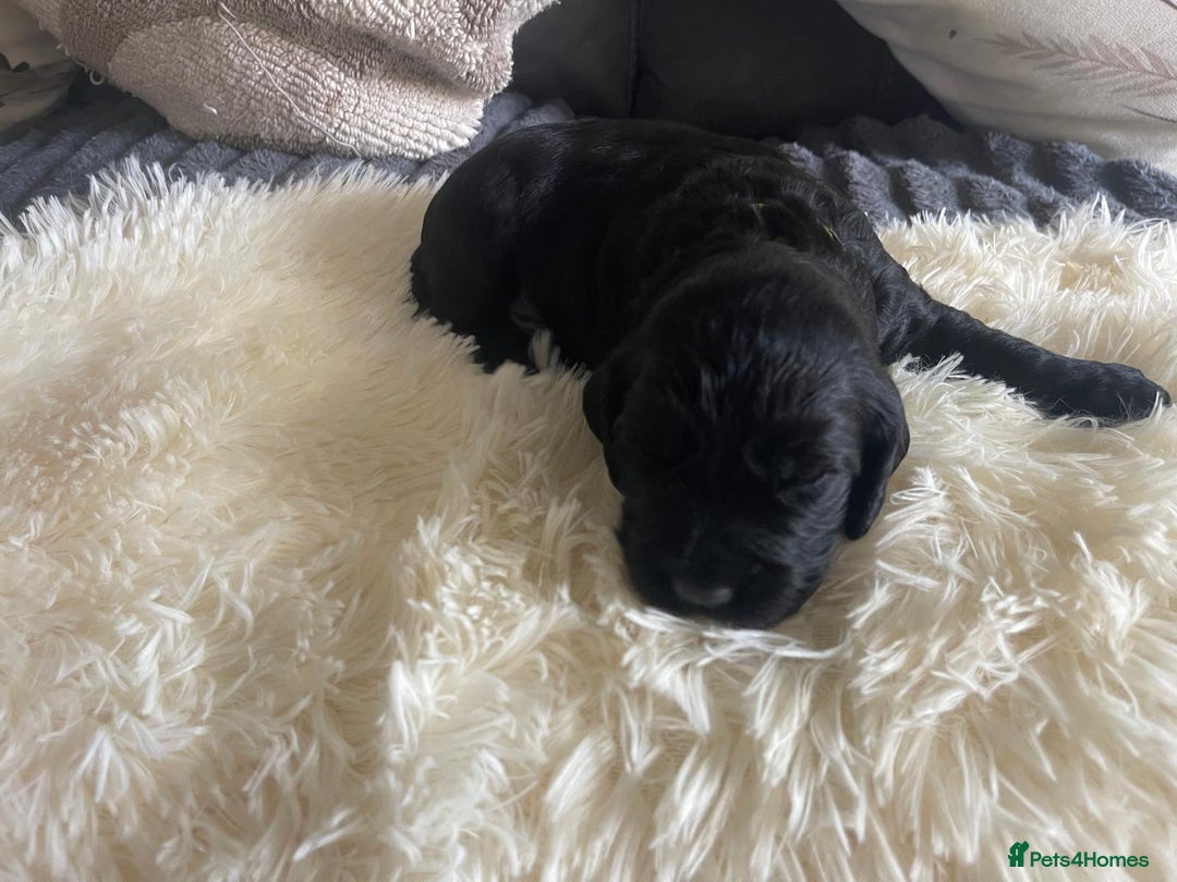 Cocker Spaniel dogs for sale: Beautiful Cocker Spaniel Litter  - Advert 13