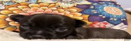Chihuahua dogs for sale: Pretty Blue and Black Chihuahua Puppies - Advert 25