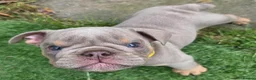 English Bulldog dogs for sale: Rare opportunity- grandpups of Burleybullz Nemesis - Advert 14
