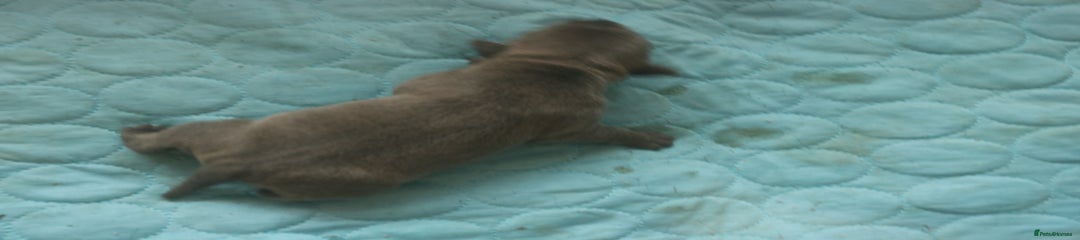 Staffordshire Bull Terrier Puppy 4