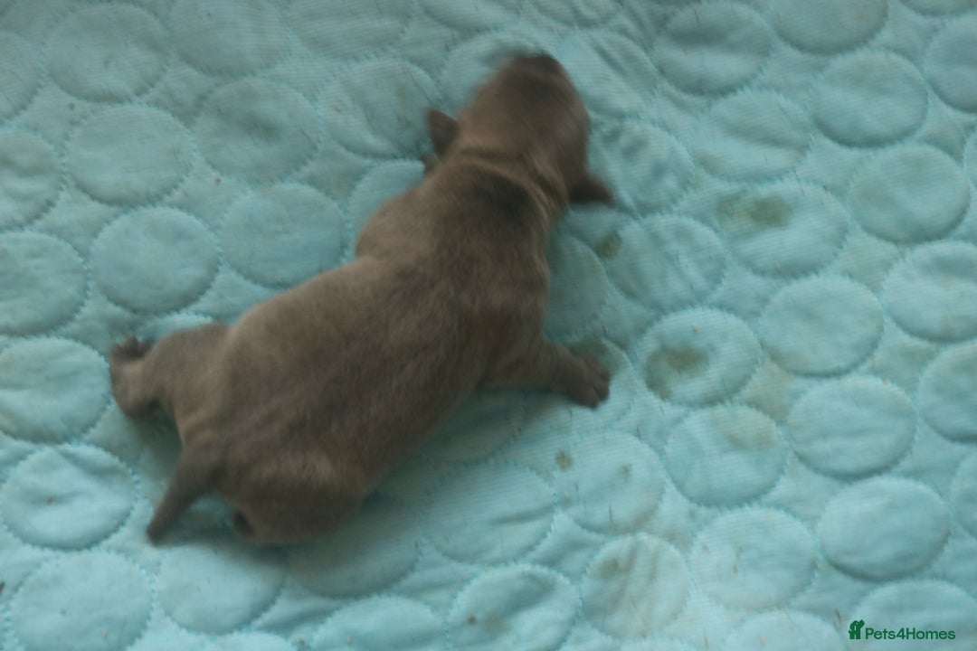Staffordshire Bull Terrier dogs for sale: pure blue Staffordshire bull terriers - Image 15