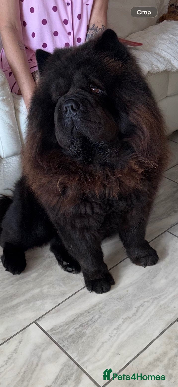 Chow Chow dogs Beautiful Male Chow Chow for Rehoming - Advert 9