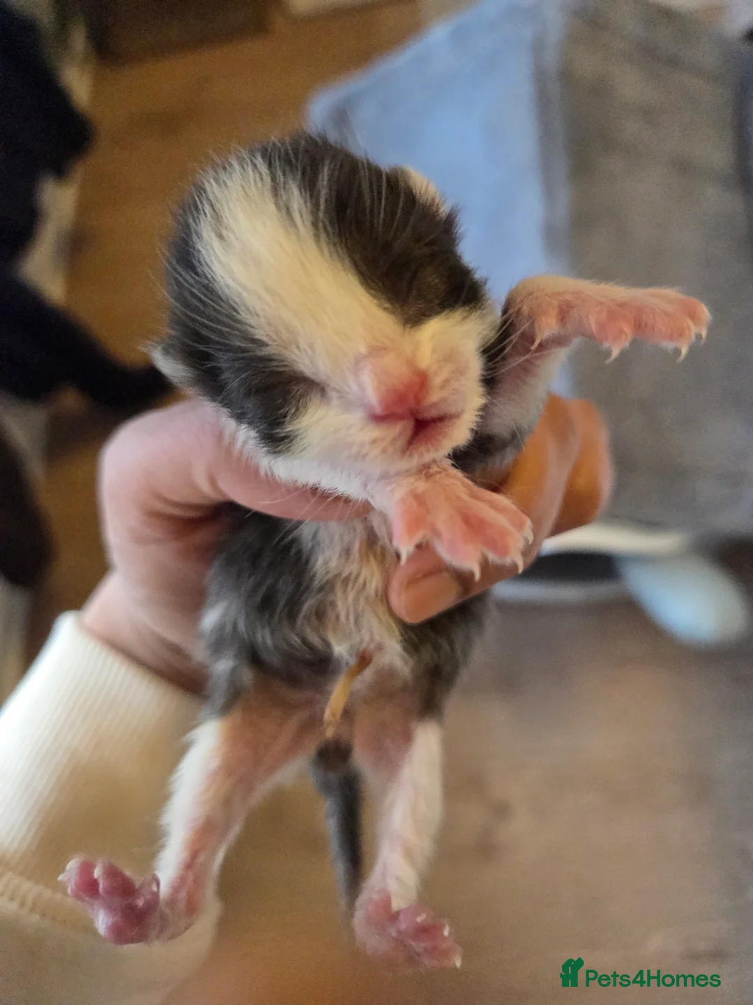 Mixed Breed cats for sale: Mixed breed kittens  - Advert 13