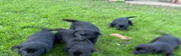 Border Collie dogs for sale: Fabulous Border Collie x Labrador Puppies - Advert 4