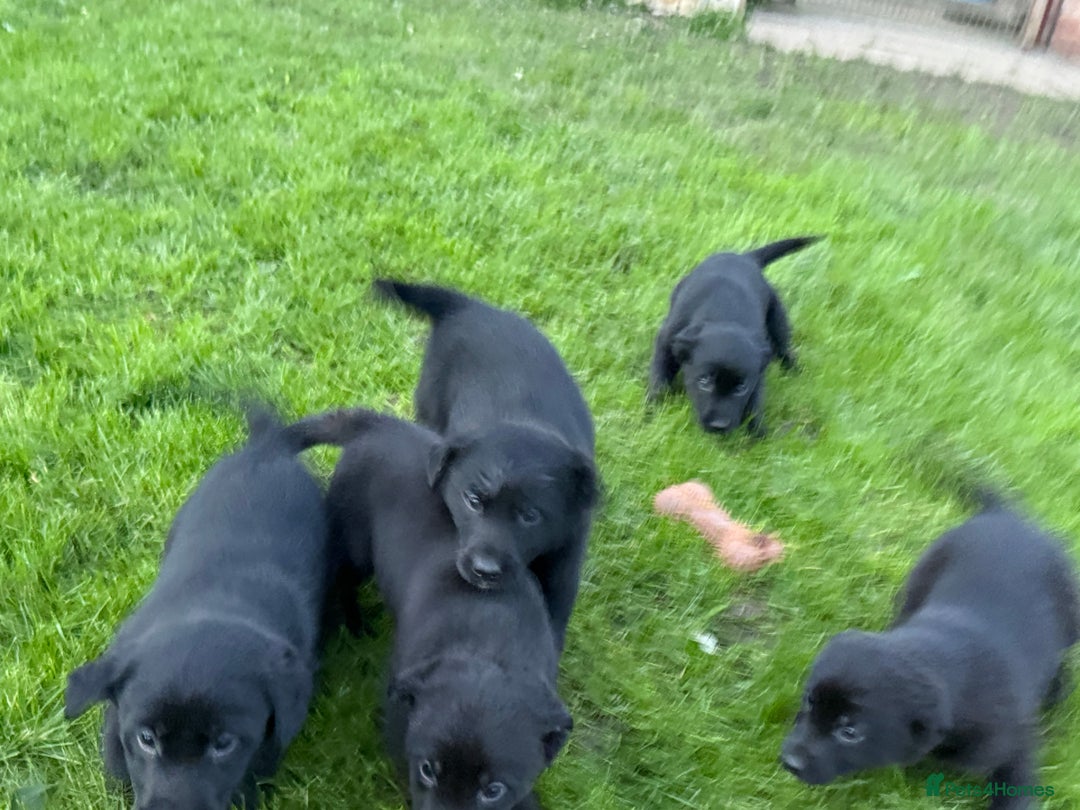 Border Collie dogs for sale: Fabulous Border Collie x Labrador Puppies - Advert 4