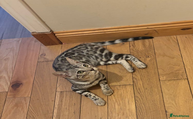 Bengal cats - Advert 1