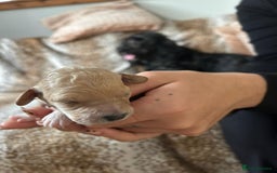 Cockapoo dogs for sale: F1b cockerpoo puppies - Image 14