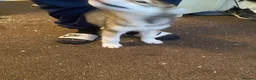 Mixed Breed dogs for sale: utanagan pups ready for their forever home - Advert 4