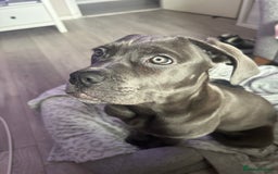 Cane Corso dogs for sale: 11 month old cane corso - Image 6