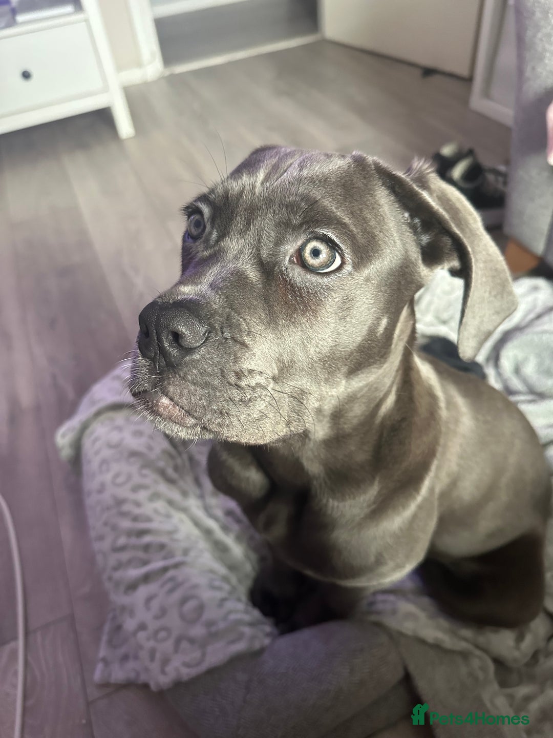 Cane Corso dogs for sale: 11 month old cane corso - Image 6