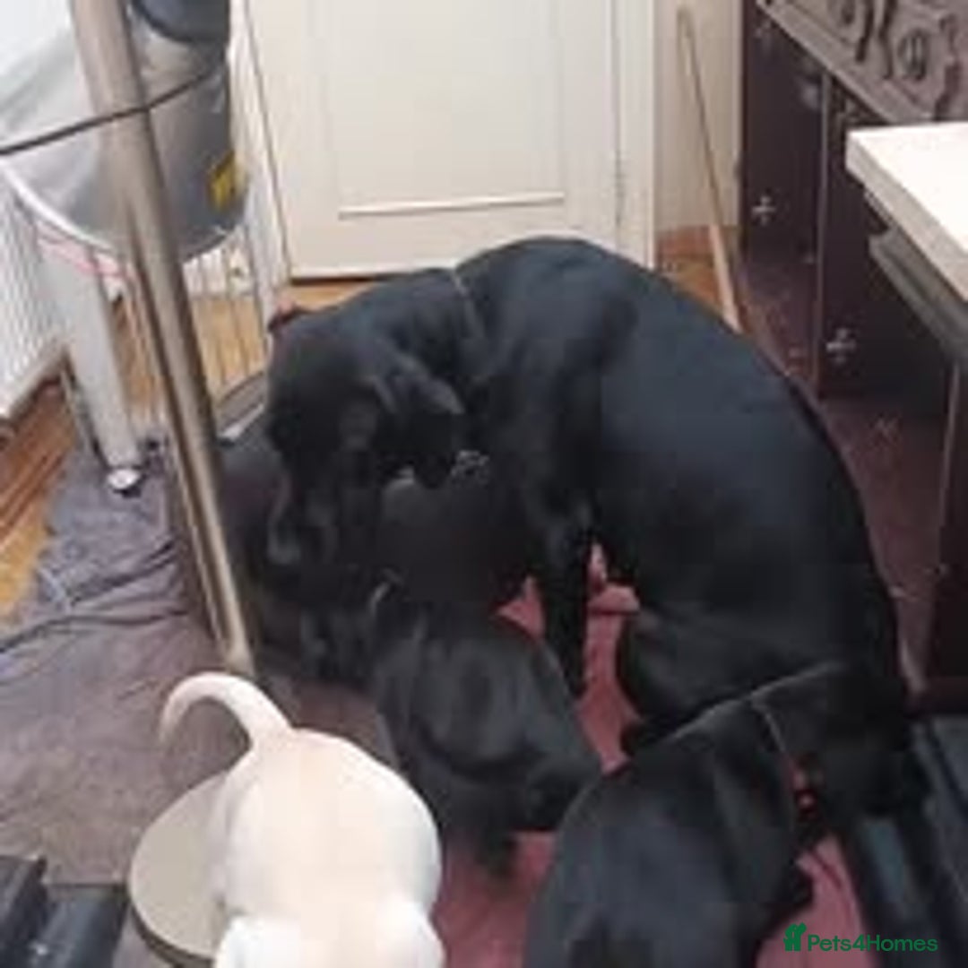 Labrador Retriever dogs for sale: Labrador Puppies for sale in London -KC registered - Image 29