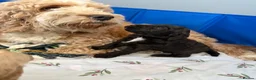 Cockapoo dogs for sale: Stunning F1B little girls looking for 5 star homes in Coventry - Advert 14
