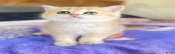 British Shorthair cats for sale: Gorgeous Pure breed golden British shorthair  - Advert 8