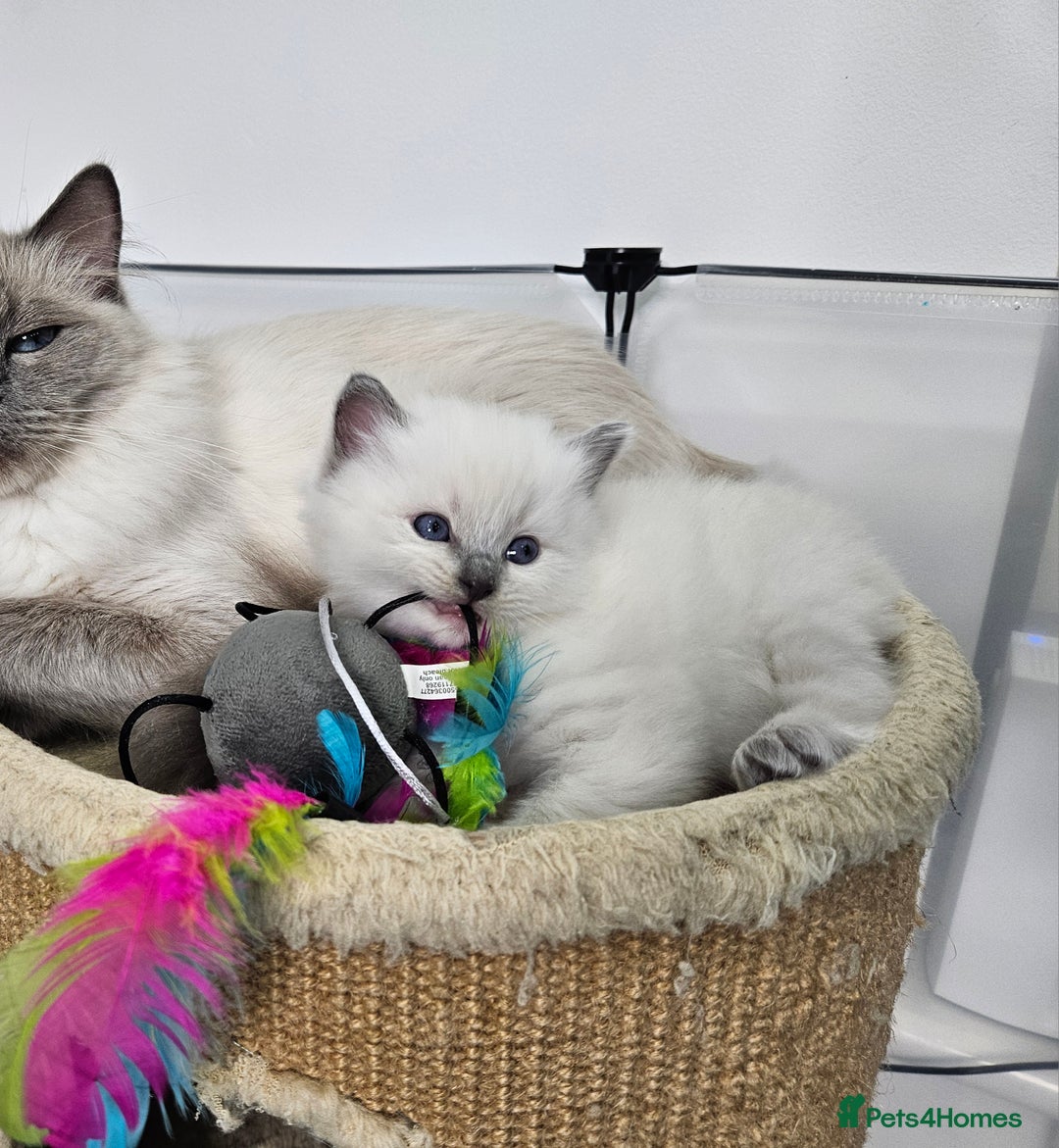 Ragdoll cats for sale: Purebred Blue Point Ragdoll Kittens 🩷💙 - Advert 15