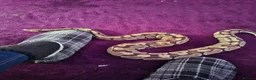 Python Snake reptiles for sale: royal python 'Bert' in Fareham - Advert 3
