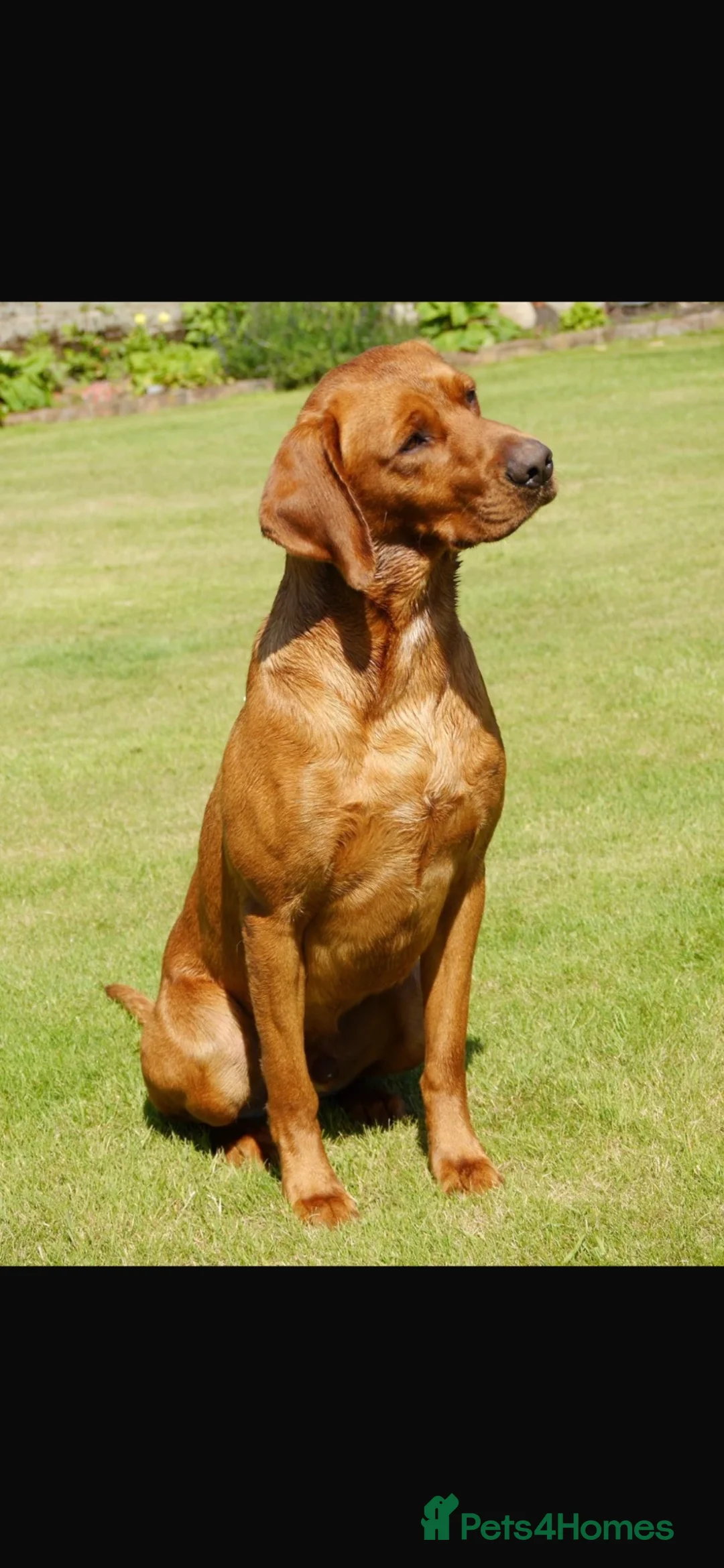 Labrador Retriever dogs for sale: My Labrador Puppys 🐾 - Advert 2