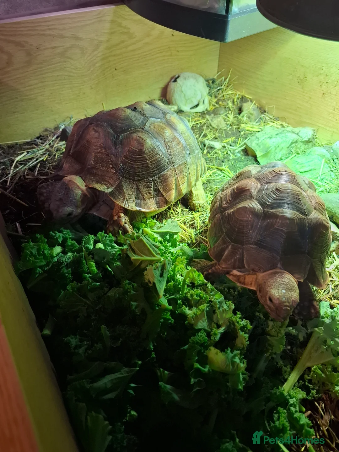 Tortoise reptiles for sale: Sulcata tortoise  - Advert 2