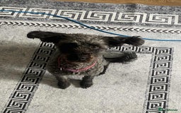 Cockapoo dogs for sale: 2 year old cockapoo bitch  - Image 3