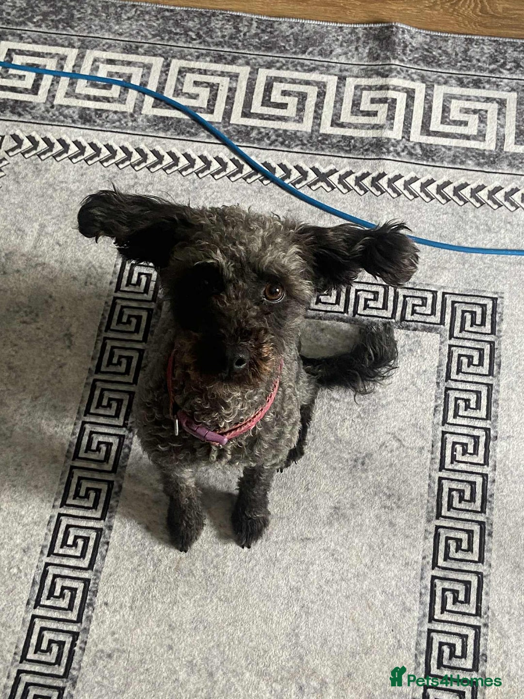 Cockapoo dogs for sale: 2 year old cockapoo bitch  - Image 3