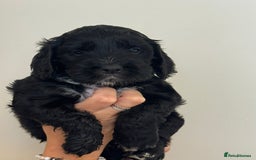 Cockapoo dogs for sale: Cockapoo Puppies - Image 8