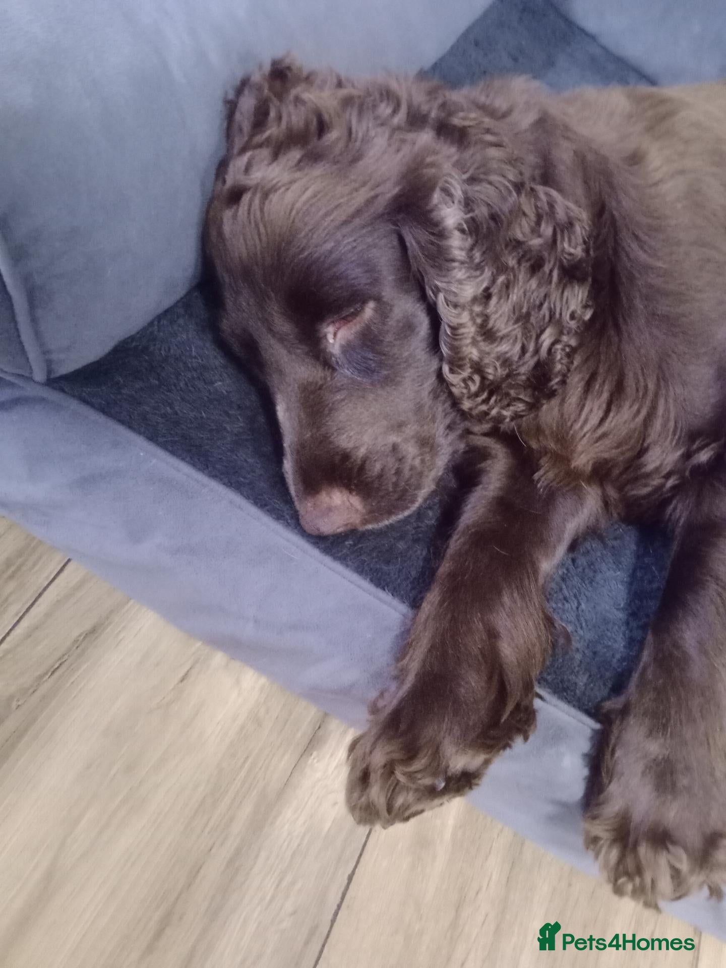 Cocker Spaniel dogs 4 gorgeous pups left from a litter of 7  - Advert 1