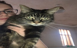 Norwegian Forest Cat cats for sale: Motoko: Norwegian Forest Cat x Maine Coon - Image 11