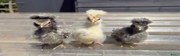 Chickens poultry for sale: Various chickens available  - Advert 2