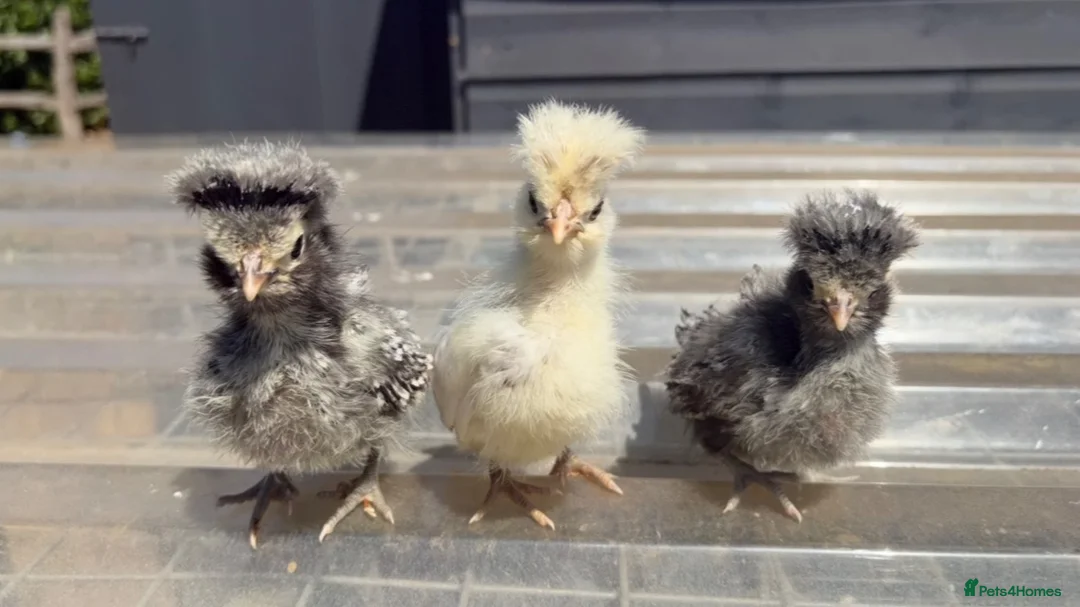 Chickens poultry for sale: Various chickens available  - Advert 2