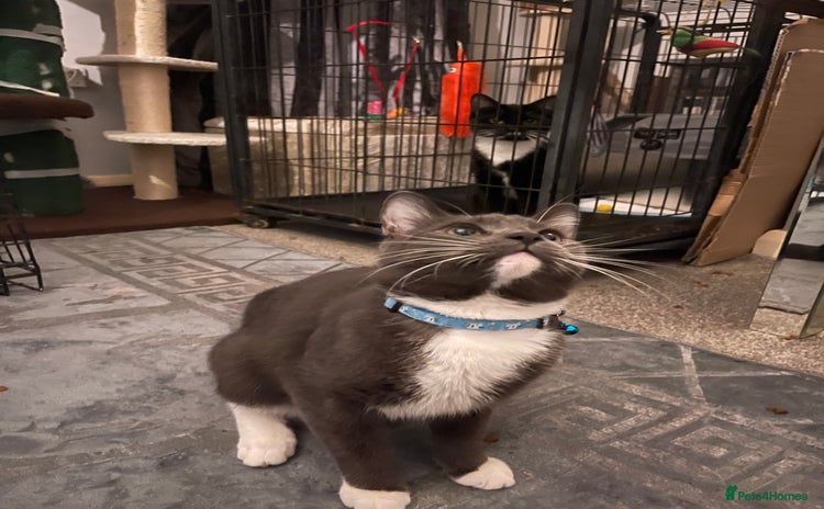 Domestic Shorthair cats Russian blue mix Domestic shorthair Kitten  - Advert 1