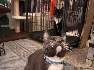 Domestic Shorthair cats Russian blue mix Domestic shorthair Kitten - Advert 2