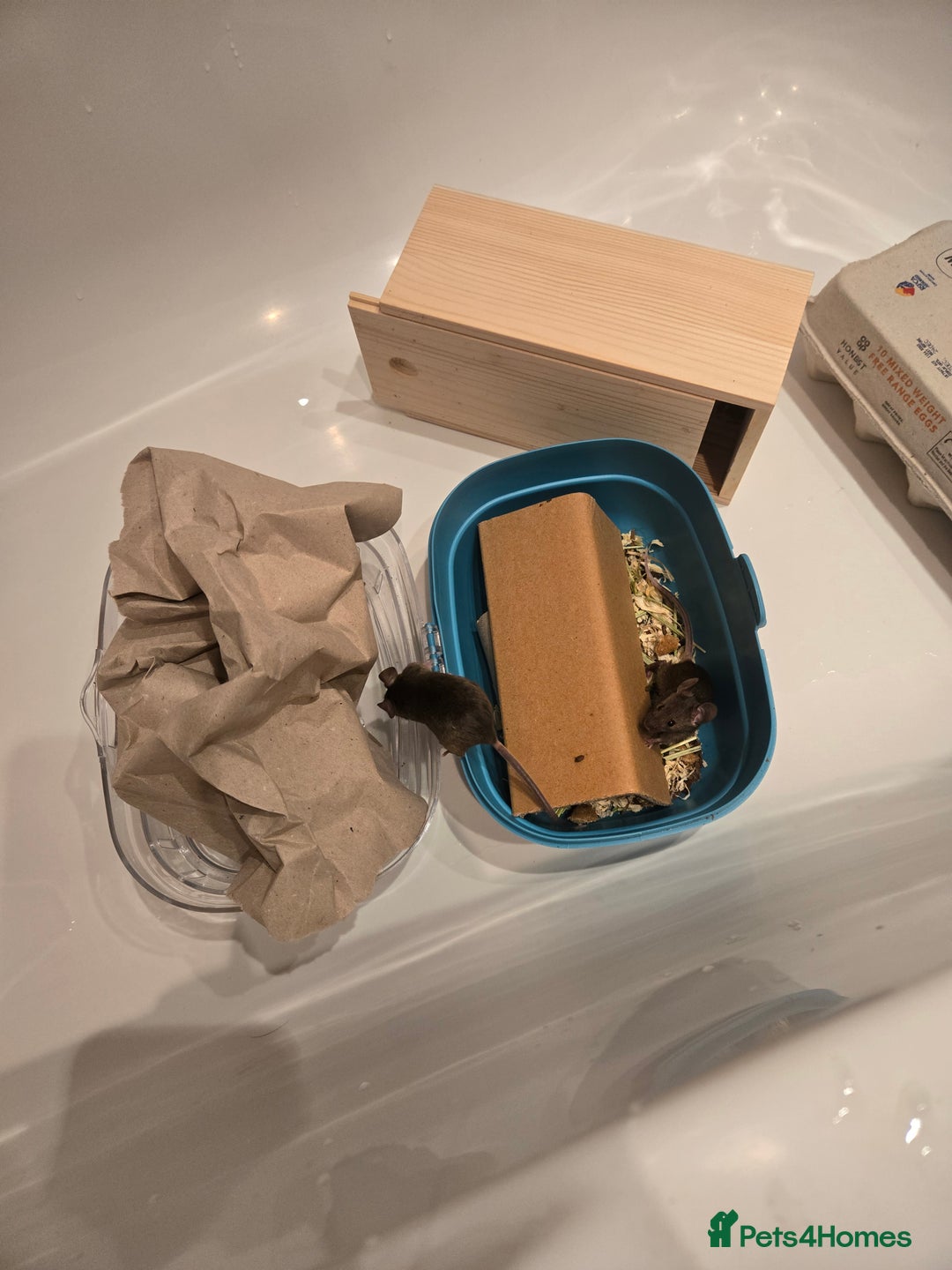 Mouse rodents for sale: Young mice (M/F) for sale - Advert 3