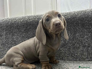 Miniature Dachshund dogs Ready to Leave Miniature Dachsunds KC Reg - Advert 17