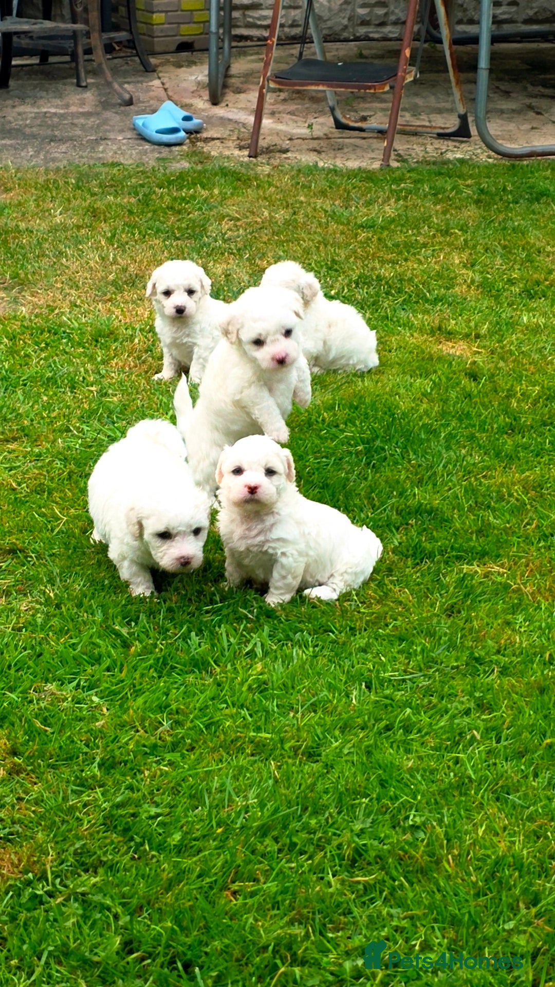 Shichon dogs for sale: Shichon puppies  - Image 2