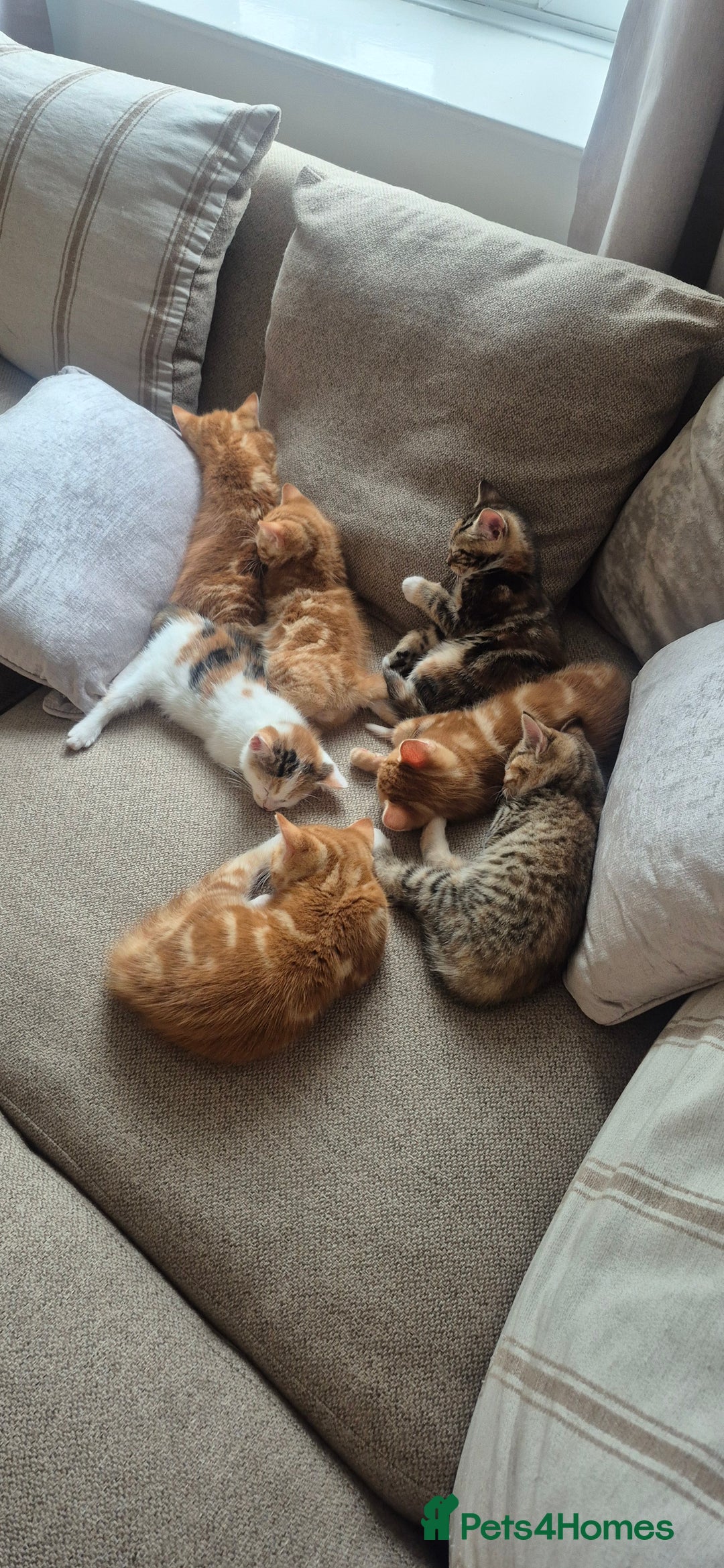Domestic Shorthair cats for sale:  Adorable Kittens Looking for Their Forever Homes - Image 8