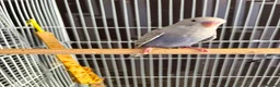 Budgerigars birds for sale: Dun fallow spilt bf budgies  - Advert 1