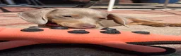 Miniature Dachshund dogs for sale: Mini Daschunds for Sale - Advert 4