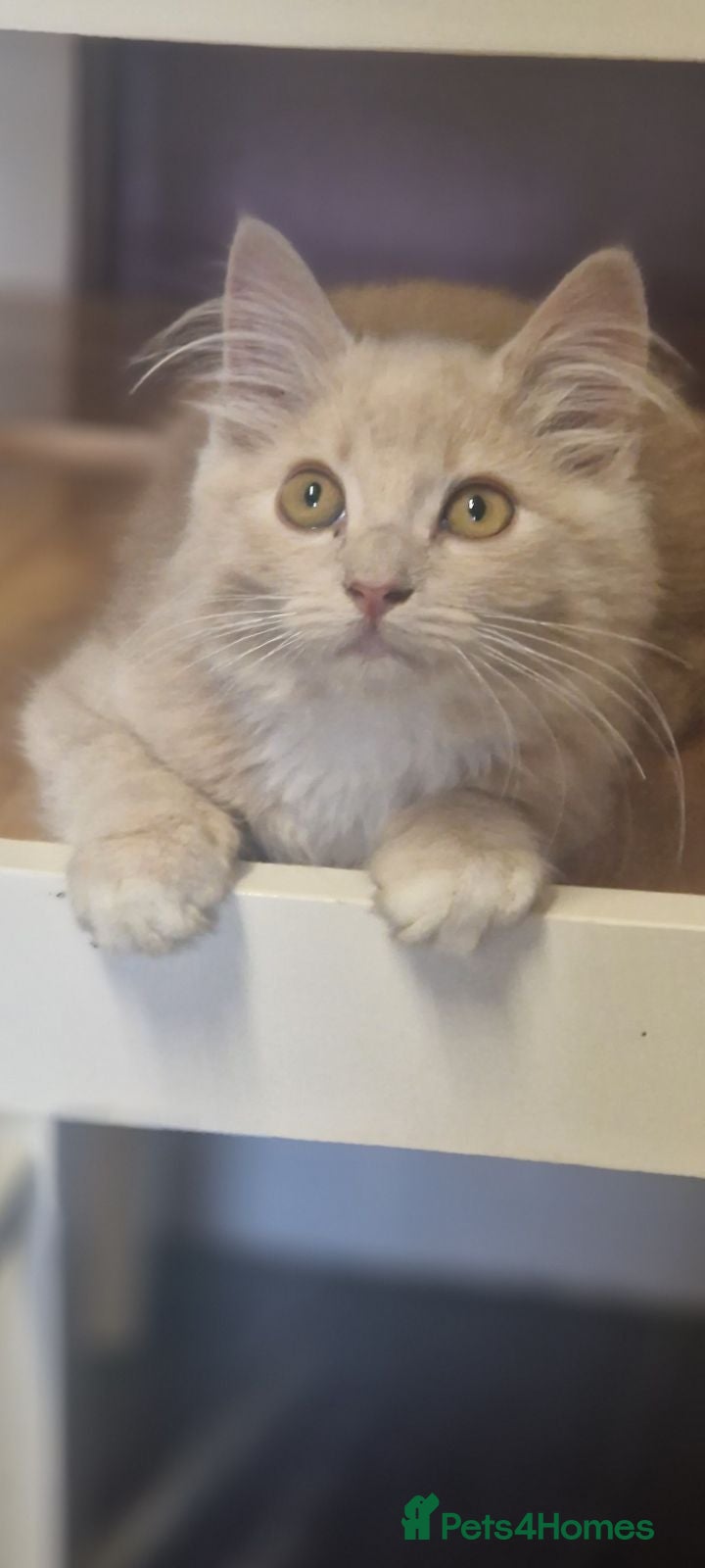 Maine Coon cats This is mango maine coon x moggy  - Advert 2
