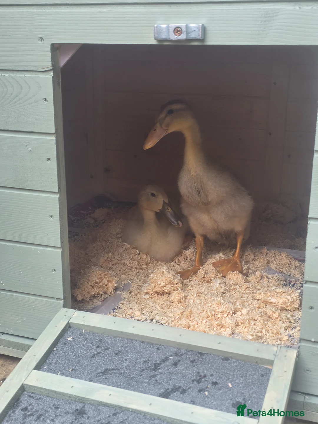 Ducks poultry for sale: Runner duckling and house  in St Albans - Advert 3