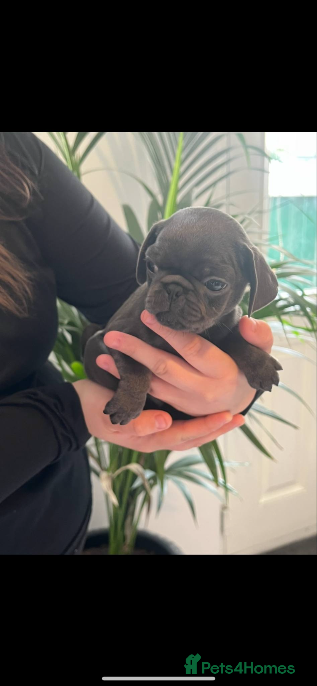 Pug dogs for sale: Pug puppies for sale  - Image 5
