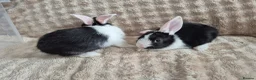 Mini Lop rabbits for sale: Mini lops beige / grey / black / white - Advert 10