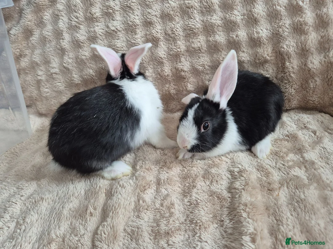 Mini Lop rabbits for sale: Mini lops beige / grey / black / white - Advert 10